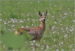 <p>SRNEC OBECNÝ (Capreolus capreolus) Šluknovsko - Jiříkov /European roe deer - Reh/</p>